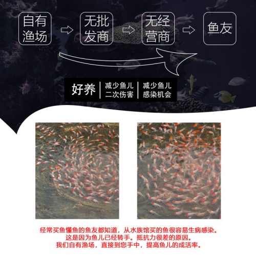 冷水觀賞魚獅子頭金魚活體好養(yǎng)耐活淡水大中小型魚苗寵物魚珍珠碟尾鎏金蘭壽金魚活體魚苗 其它水族用具設(shè)備 第5張