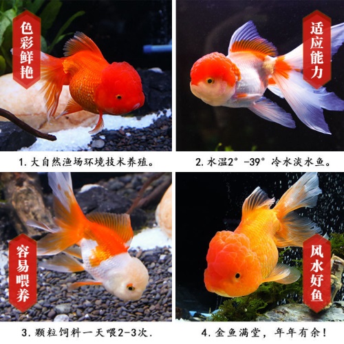 冷水觀賞魚獅子頭金魚活體好養(yǎng)耐活淡水大中小型魚苗寵物魚珍珠碟尾鎏金蘭壽金魚活體魚苗 其它水族用具設(shè)備 第4張