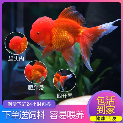 冷水觀賞魚獅子頭金魚活體好養(yǎng)耐活淡水大中小型魚苗寵物魚珍珠碟尾鎏金蘭壽金魚活體魚苗 其它水族用具設(shè)備 第3張