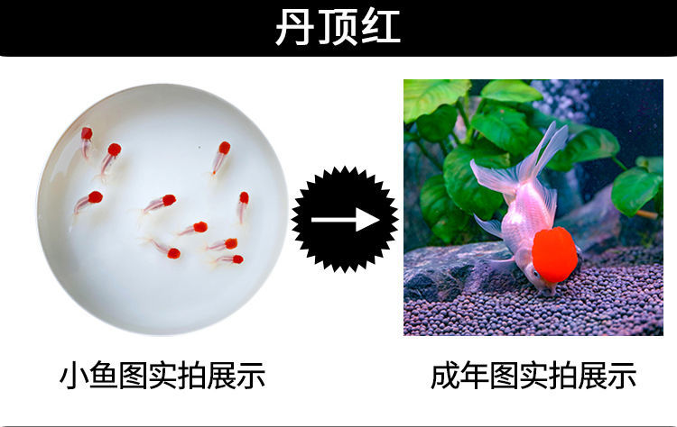 冷水觀賞魚獅子頭金魚活體好養(yǎng)耐活淡水大中小型魚苗寵物魚珍珠碟尾鎏金蘭壽金魚活體魚苗 其它水族用具設(shè)備 第109張