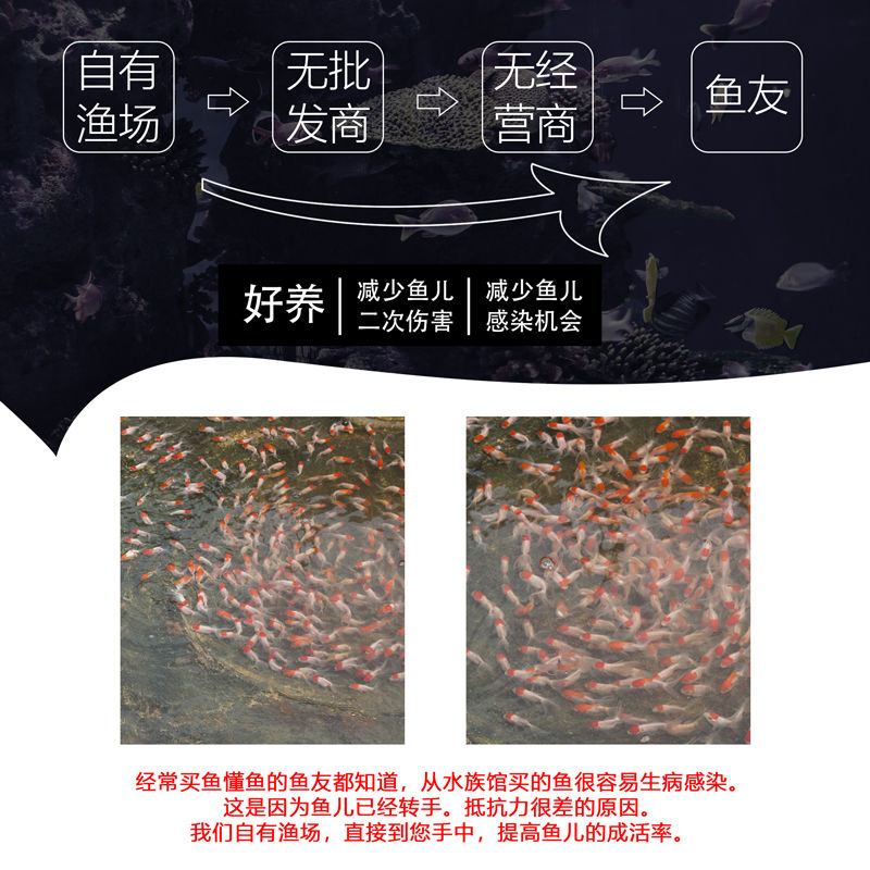 冷水觀賞魚獅子頭金魚活體好養(yǎng)耐活淡水大中小型魚苗寵物魚珍珠碟尾鎏金蘭壽金魚活體魚苗 其它水族用具設(shè)備 第105張