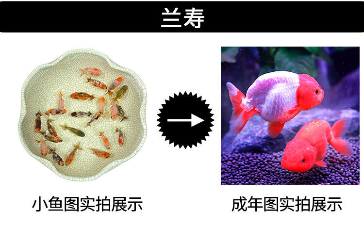 冷水觀賞魚獅子頭金魚活體好養(yǎng)耐活淡水大中小型魚苗寵物魚珍珠碟尾鎏金蘭壽金魚活體魚苗 其它水族用具設(shè)備 第113張