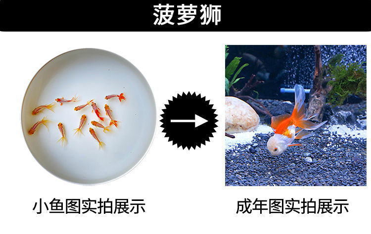 冷水觀賞魚獅子頭金魚活體好養(yǎng)耐活淡水大中小型魚苗寵物魚珍珠碟尾鎏金蘭壽金魚活體魚苗 其它水族用具設(shè)備 第110張