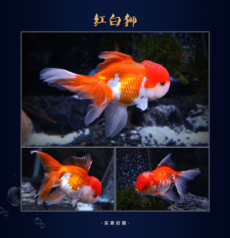 冷水觀賞魚獅子頭金魚活體好養(yǎng)耐活淡水大中小型魚苗寵物魚珍珠碟尾鎏金蘭壽金魚活體魚苗 其它水族用具設(shè)備 第117張