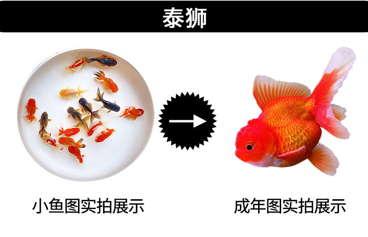 冷水觀賞魚獅子頭金魚活體好養(yǎng)耐活淡水大中小型魚苗寵物魚珍珠碟尾鎏金蘭壽金魚活體魚苗 其它水族用具設(shè)備 第114張