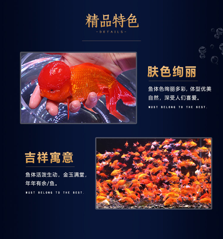 冷水觀賞魚獅子頭金魚活體好養(yǎng)耐活淡水大中小型魚苗寵物魚珍珠碟尾鎏金蘭壽金魚活體魚苗 其它水族用具設(shè)備 第122張