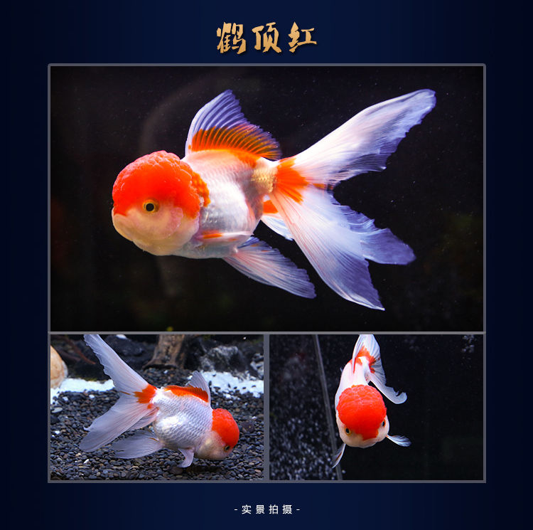 冷水觀賞魚獅子頭金魚活體好養(yǎng)耐活淡水大中小型魚苗寵物魚珍珠碟尾鎏金蘭壽金魚活體魚苗 其它水族用具設(shè)備 第121張