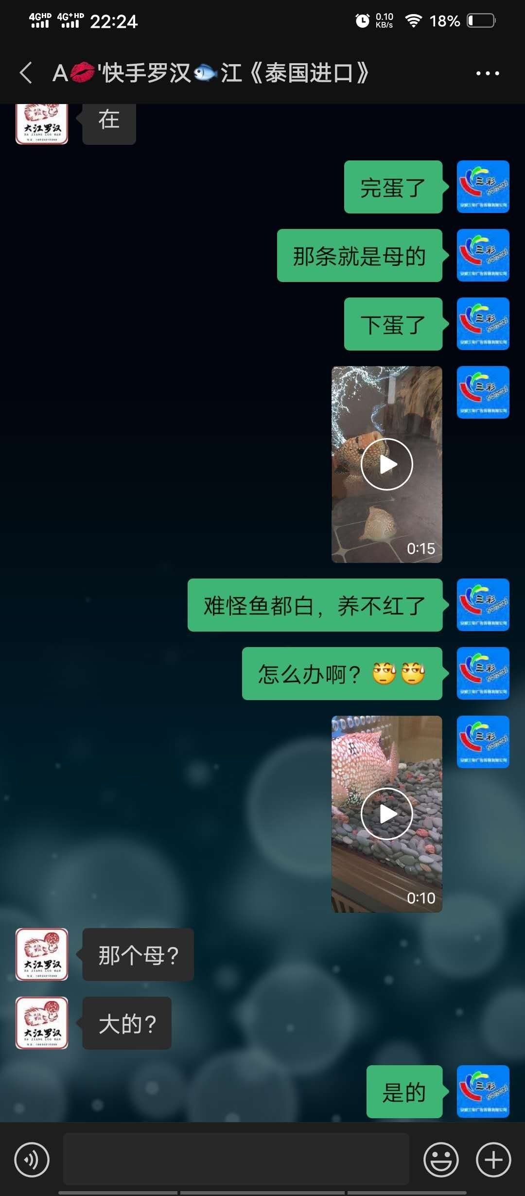 揭露一個黑心魚商 印尼三紋虎 第6張