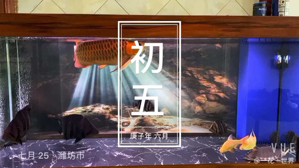 天熱不敢開(kāi)燈 蝴蝶鯉魚(yú)苗 第1張