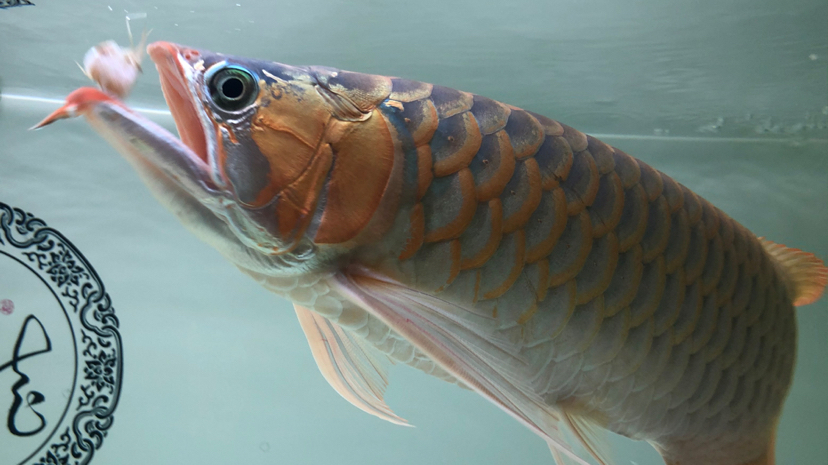 嗯就這樣 觀賞魚 第5張