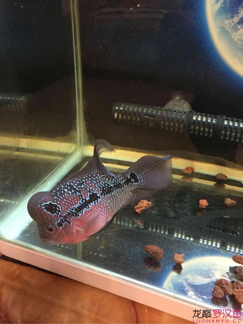 贏明峰水族菩提飼料我的馬騮