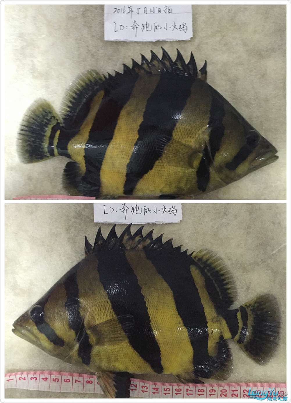 四海水族泰國(guó)貿(mào)易邀你來(lái)拼魚(yú)+泰愛(ài)你