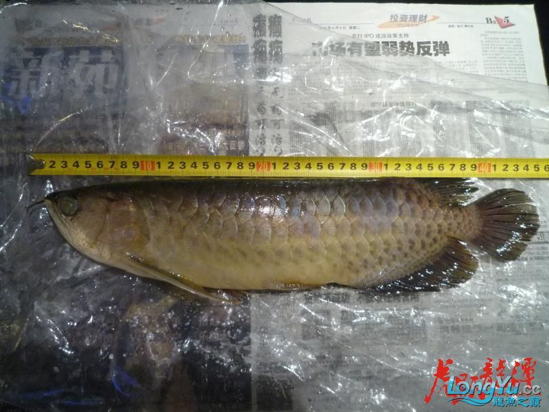 混養(yǎng)進行時之——騰缸的杯具 招財戰(zhàn)船魚 第1張