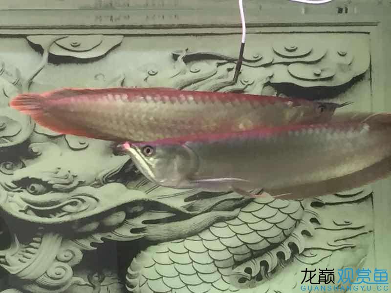 請大神看看我的魚怎么樣