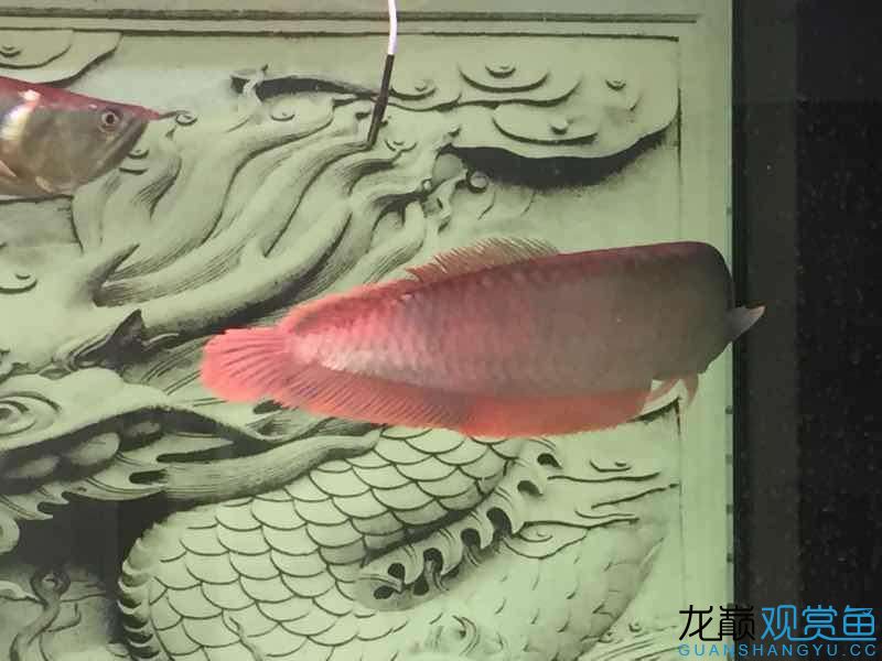 請大神看看我的魚怎么樣 大嘴鯨魚 第4張