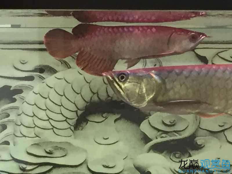 請大神看看我的魚怎么樣 大嘴鯨魚 第5張