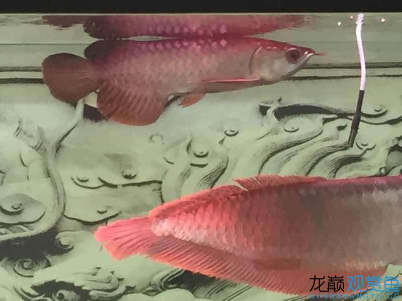 請大神看看我的魚怎么樣