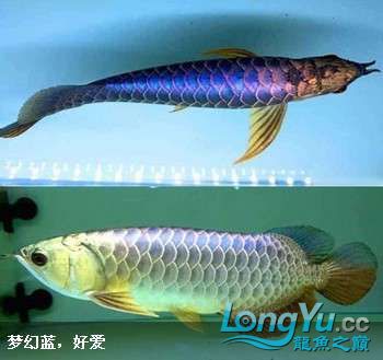 大家看看這個(gè)靠譜不給點(diǎn)意見 斯維尼關(guān)刀魚 第2張