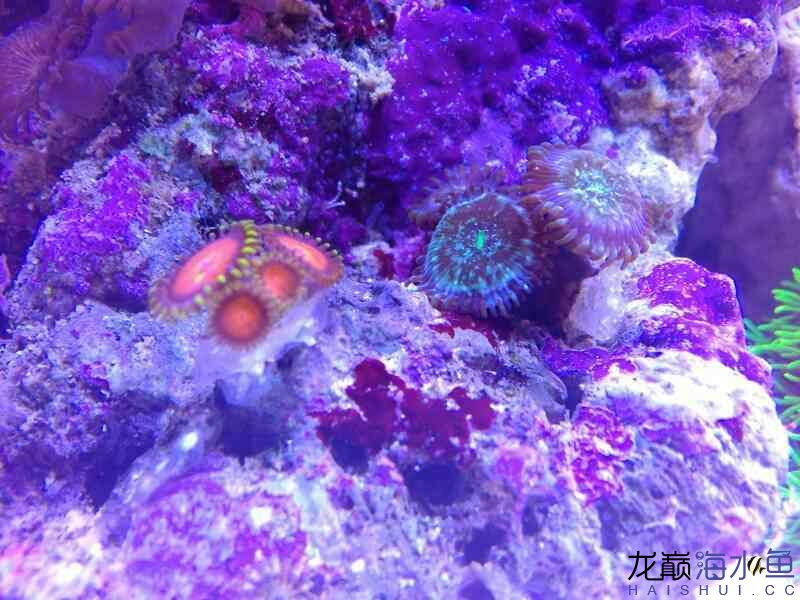 換缸一周了新水冷也明天到上幾張圖各位輕踩 球鯊魚 第9張