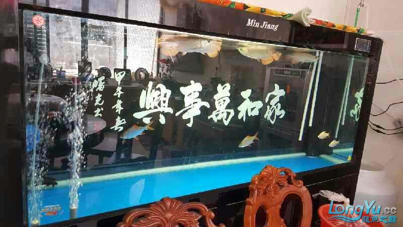 四海水族泰國(guó)貿(mào)易邀你來(lái)拼魚(yú)+我的愛(ài)魚(yú)