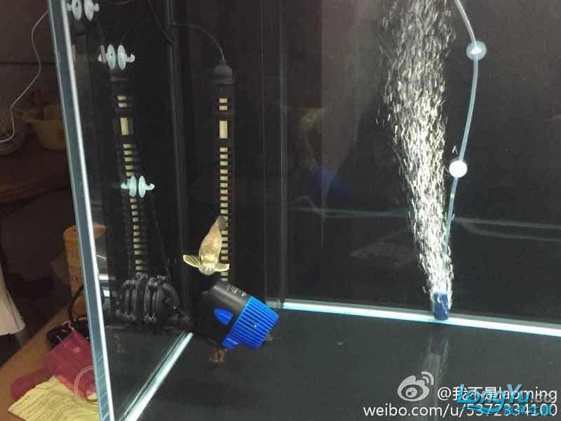 大家看看品質(zhì)如何 祥龍龍魚魚糧 第2張