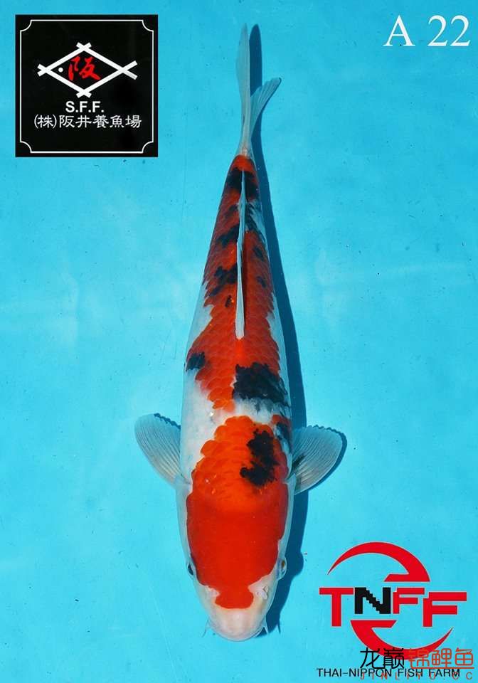 美魚繼續(xù)秀 廣州觀賞魚魚苗批發(fā)市場 第5張