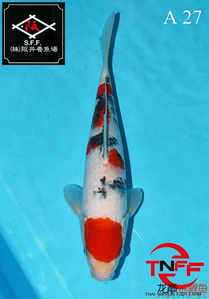 美魚繼續(xù)秀 廣州觀賞魚魚苗批發(fā)市場 第10張