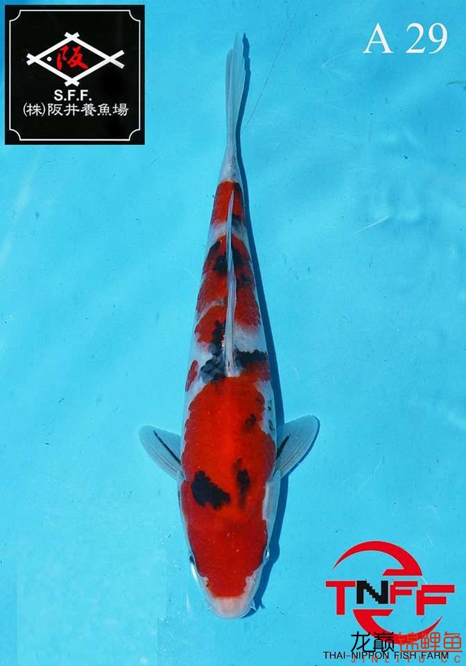 美魚繼續(xù)秀 廣州觀賞魚魚苗批發(fā)市場 第12張