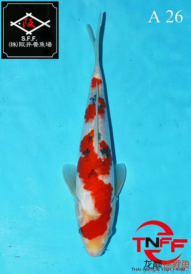 美魚繼續(xù)秀 廣州觀賞魚魚苗批發(fā)市場 第9張