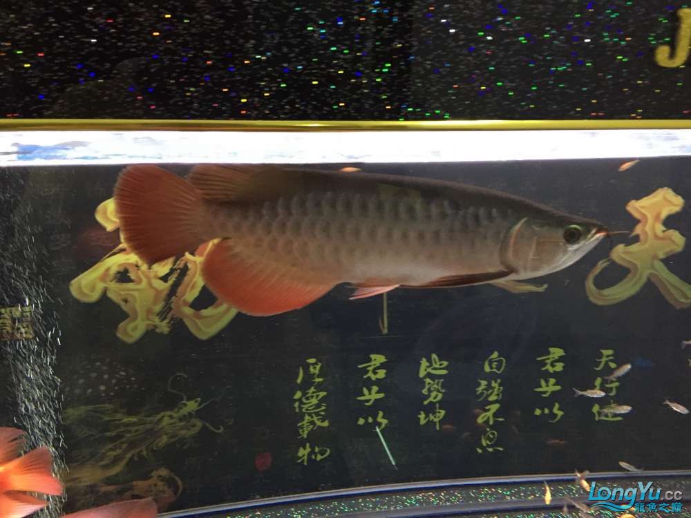 求降溫辦法 祥龍龍魚專用水族燈 第4張