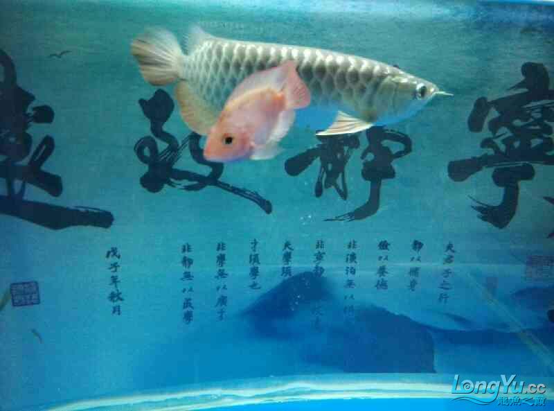 期待已久的空氣缸就快好了求鑒定 杰西卡恐龍魚 第2張