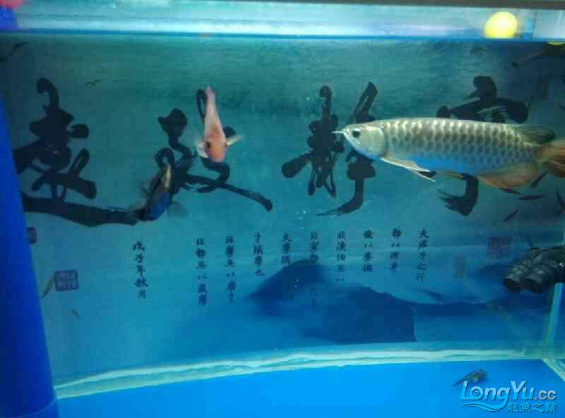 期待已久的空氣缸就快好了求鑒定 杰西卡恐龍魚 第8張