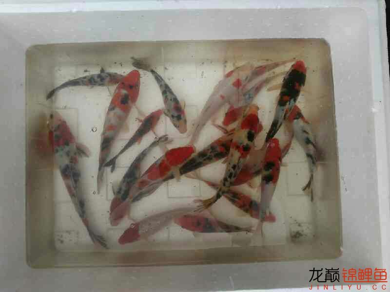 撈了點(diǎn)魚(yú) 名貴錦鯉魚(yú) 第5張