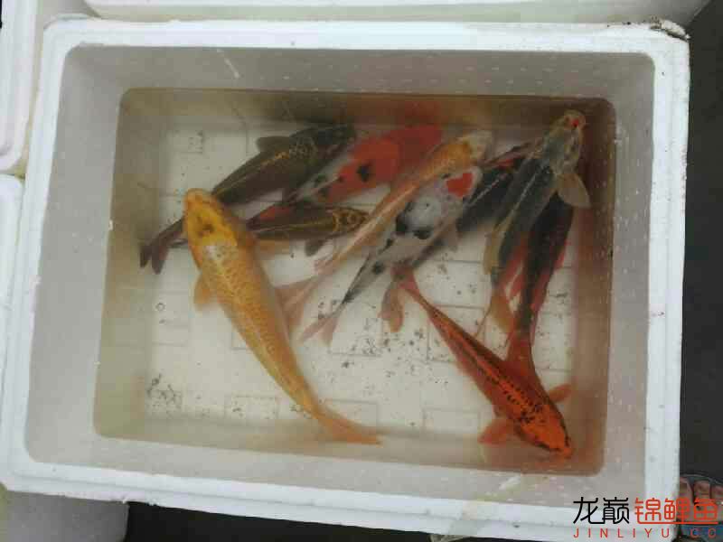 撈了點(diǎn)魚(yú) 名貴錦鯉魚(yú) 第8張