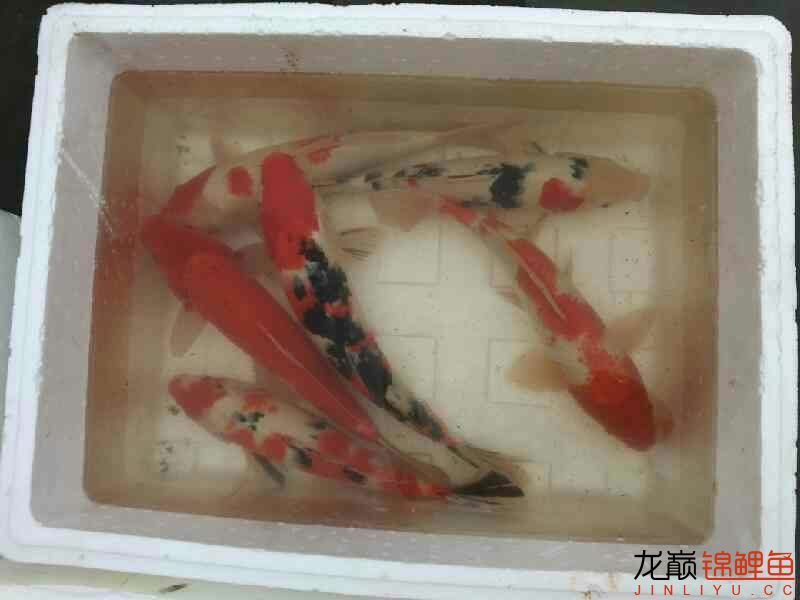 撈了點(diǎn)魚(yú) 名貴錦鯉魚(yú) 第7張