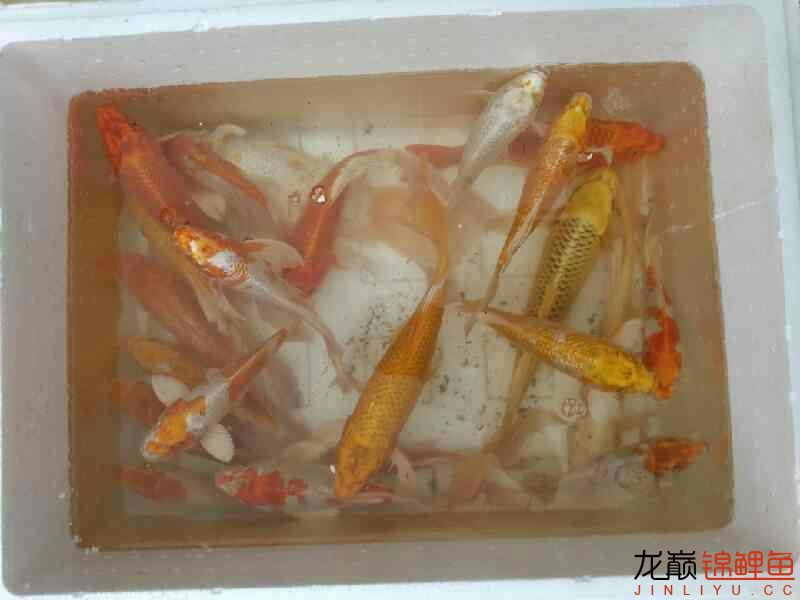 撈了點(diǎn)魚(yú) 名貴錦鯉魚(yú) 第6張