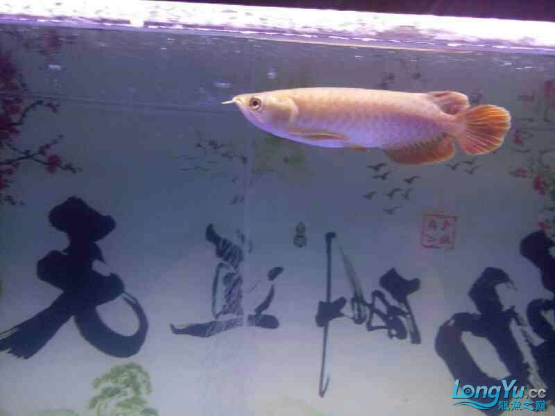 這是什么龍魚(yú)啊？