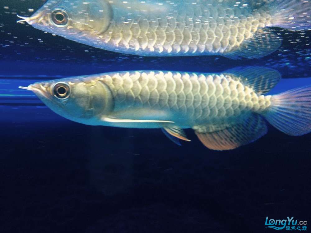 四海水族泰國(guó)貿(mào)易邀你來(lái)拼魚+我的龍魚