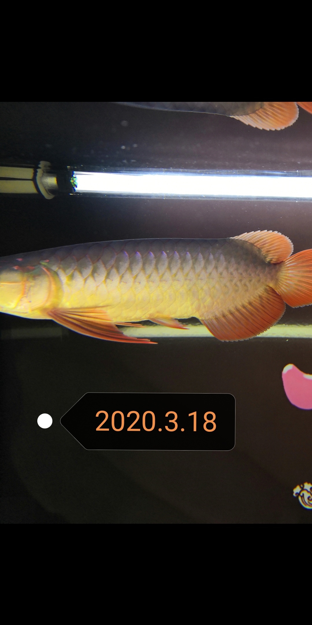 大魚住別墅小魚再入缸 名貴錦鯉魚 第1張