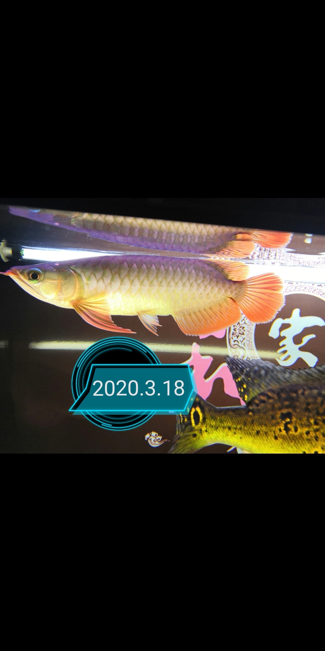 大魚住別墅小魚再入缸