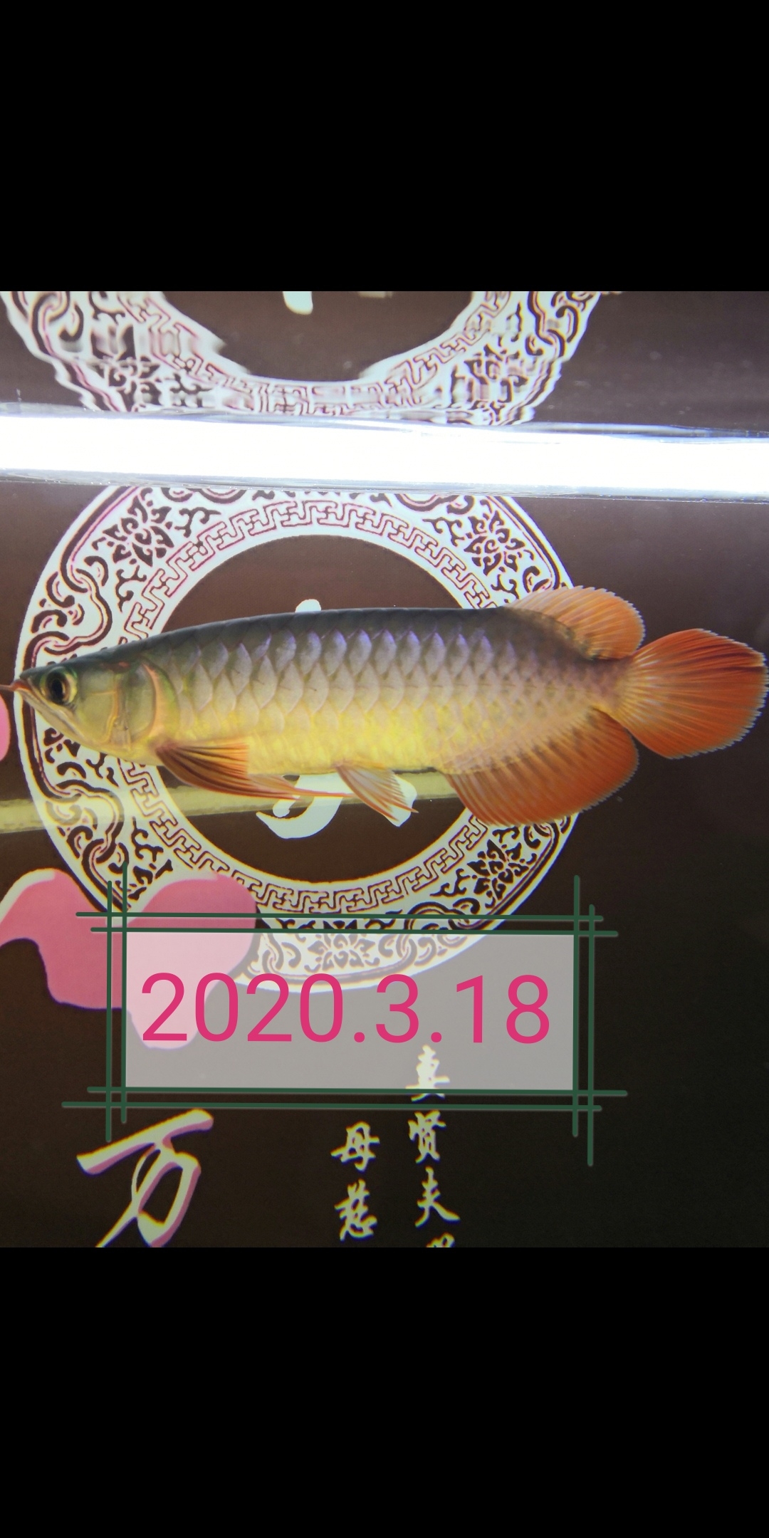 大魚住別墅小魚再入缸 名貴錦鯉魚 第3張