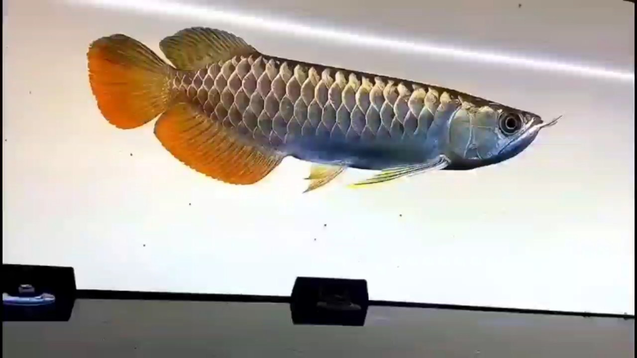 這條魚有沒有價值 觀賞魚飼料 第1張