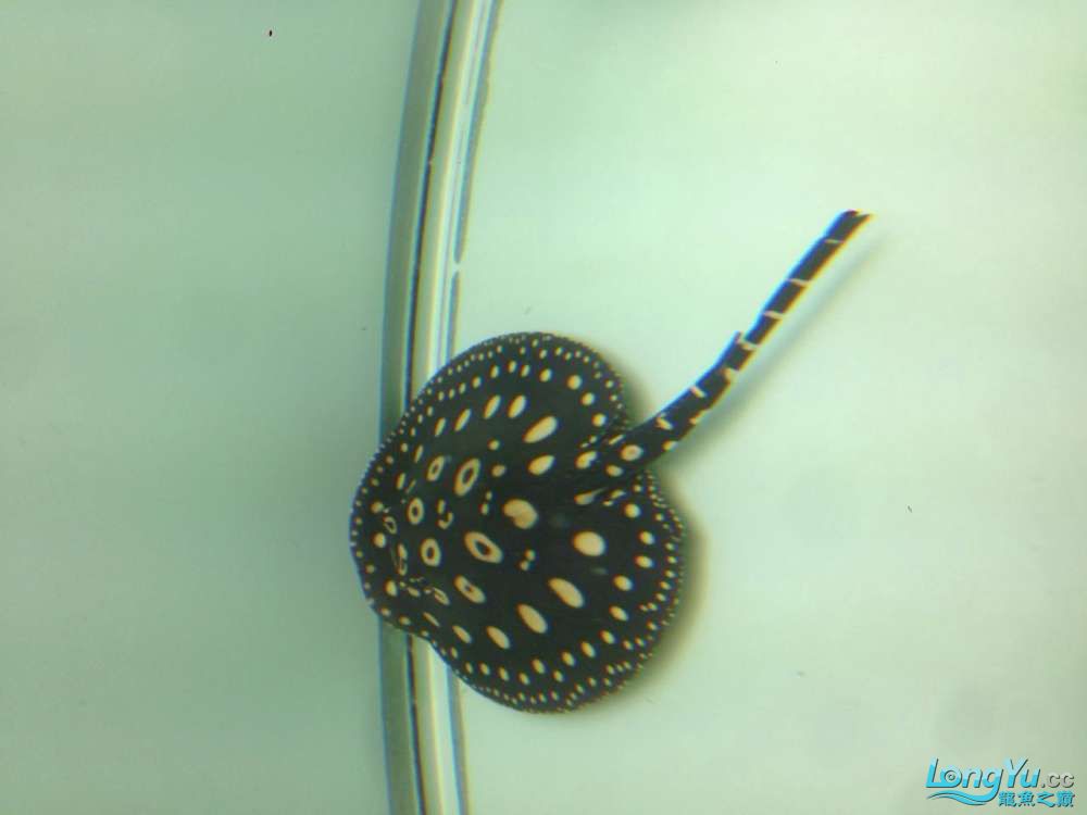 廣州水族批發(fā)市場新手新買的小虹17厘米求鑒定品種