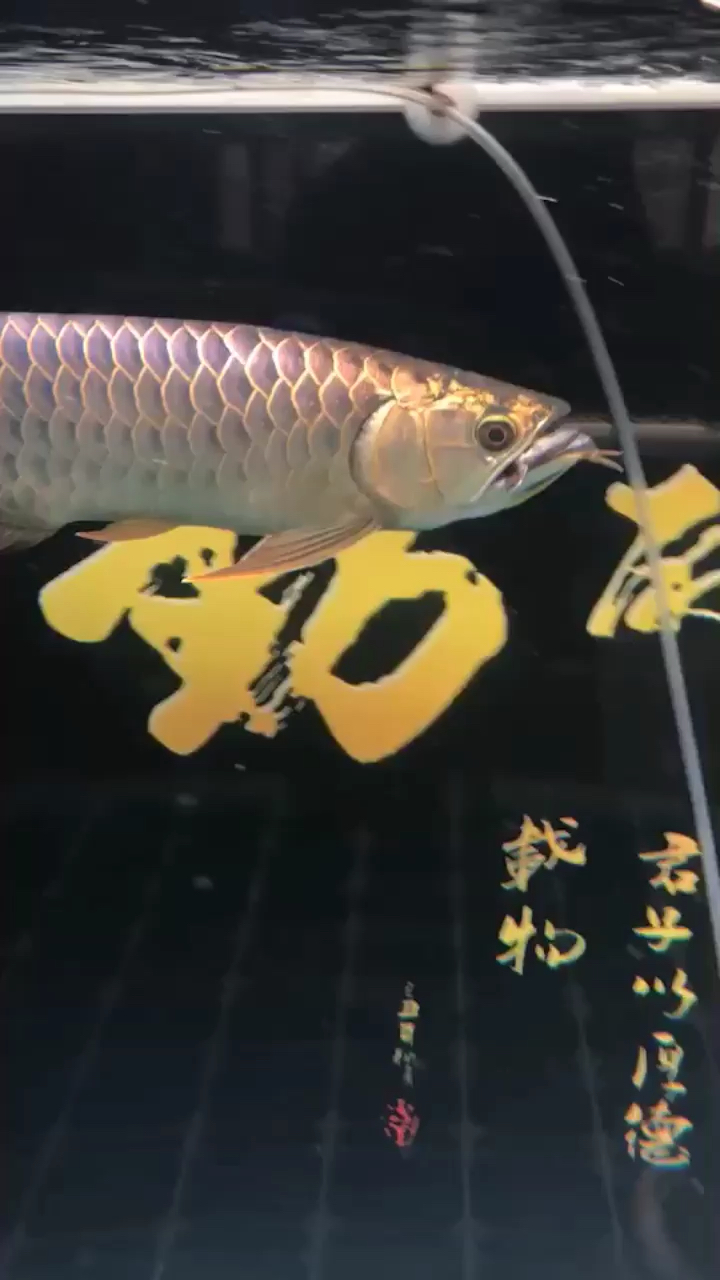 金龍魚吞噬小虎魚