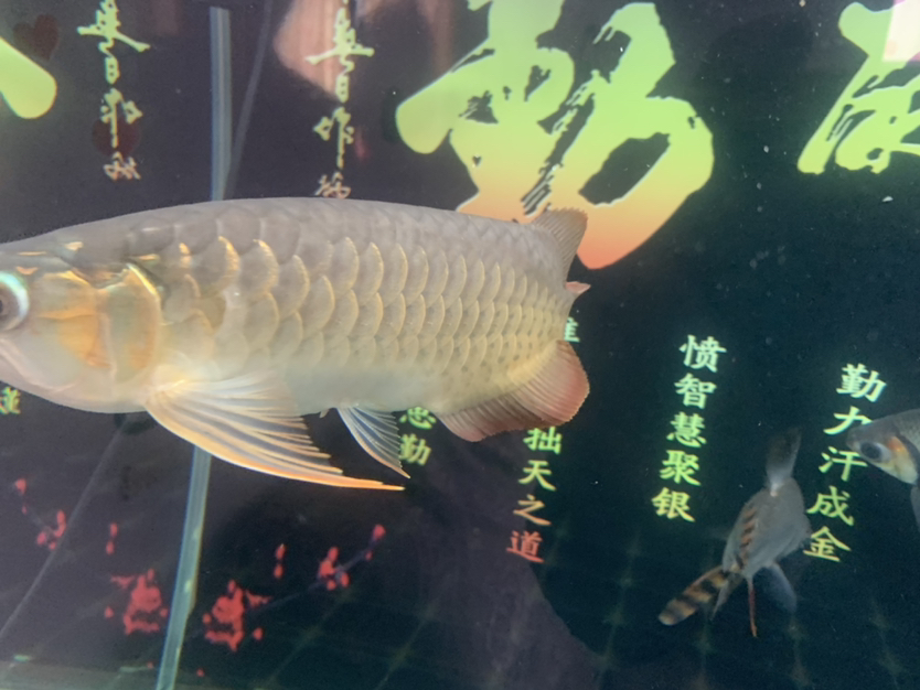 廣州水族館魚(yú)鰓后第二個(gè)鱗片邊緣發(fā)白新手不懂