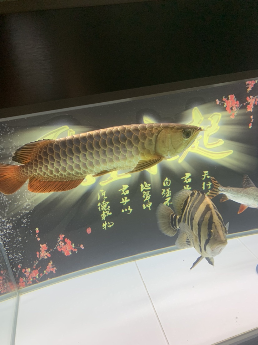 記錄一下第二條龍魚