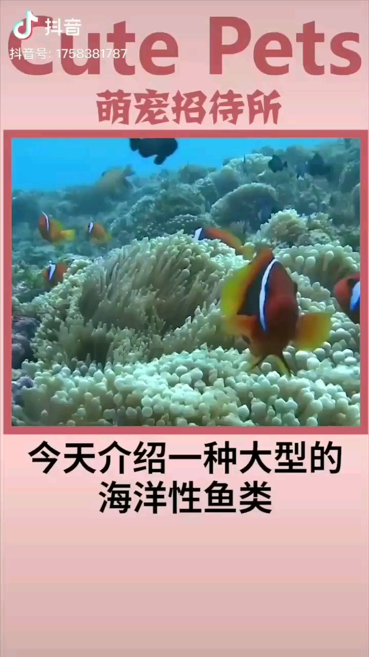 廣州觀賞魚批發(fā)市場翻車魚這個樣子很呆萌啊