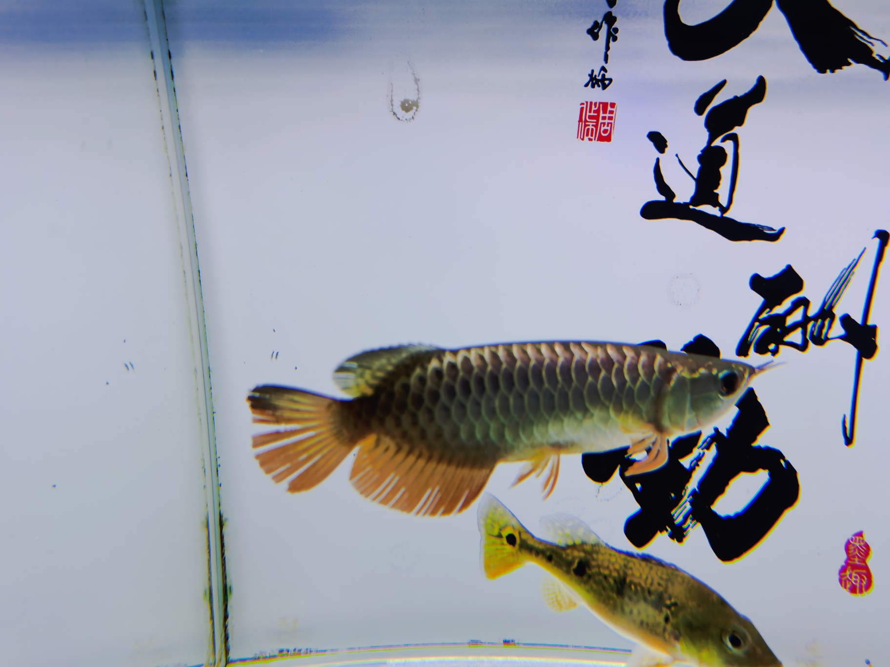 廣州水族館混養(yǎng)的煩惱