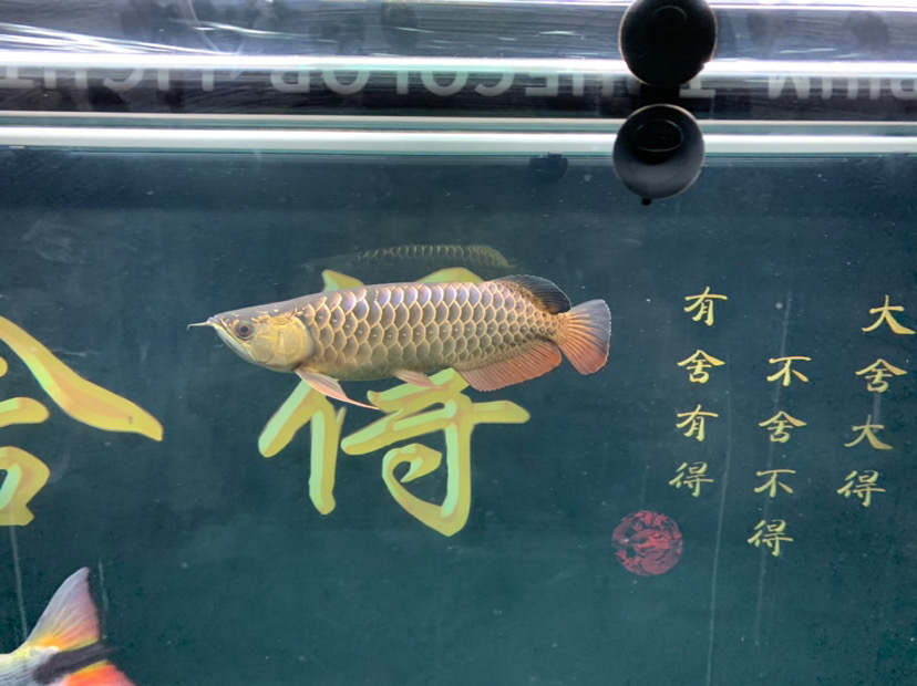 應(yīng)該不是懶蟲(chóng) 斑馬狗頭魚(yú) 第2張