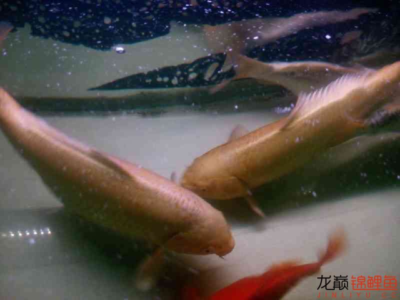 廣州水族館六一兒童節(jié)我得肥豬們 蘇虎 第3張